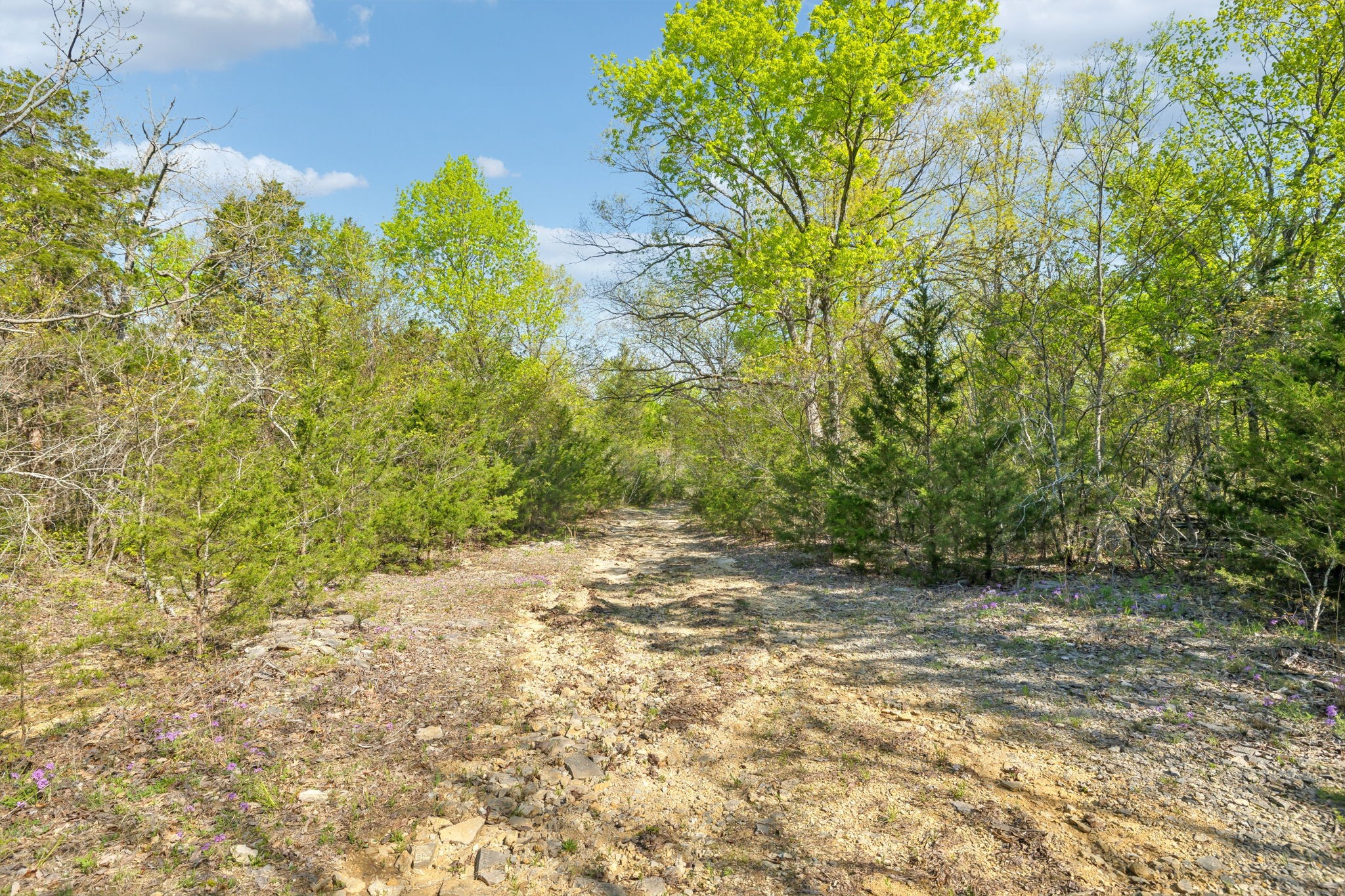 1716 South Berlin Road Lewisburg, TN 37091 - Photo 36 of 78 a view of a yard with a tree