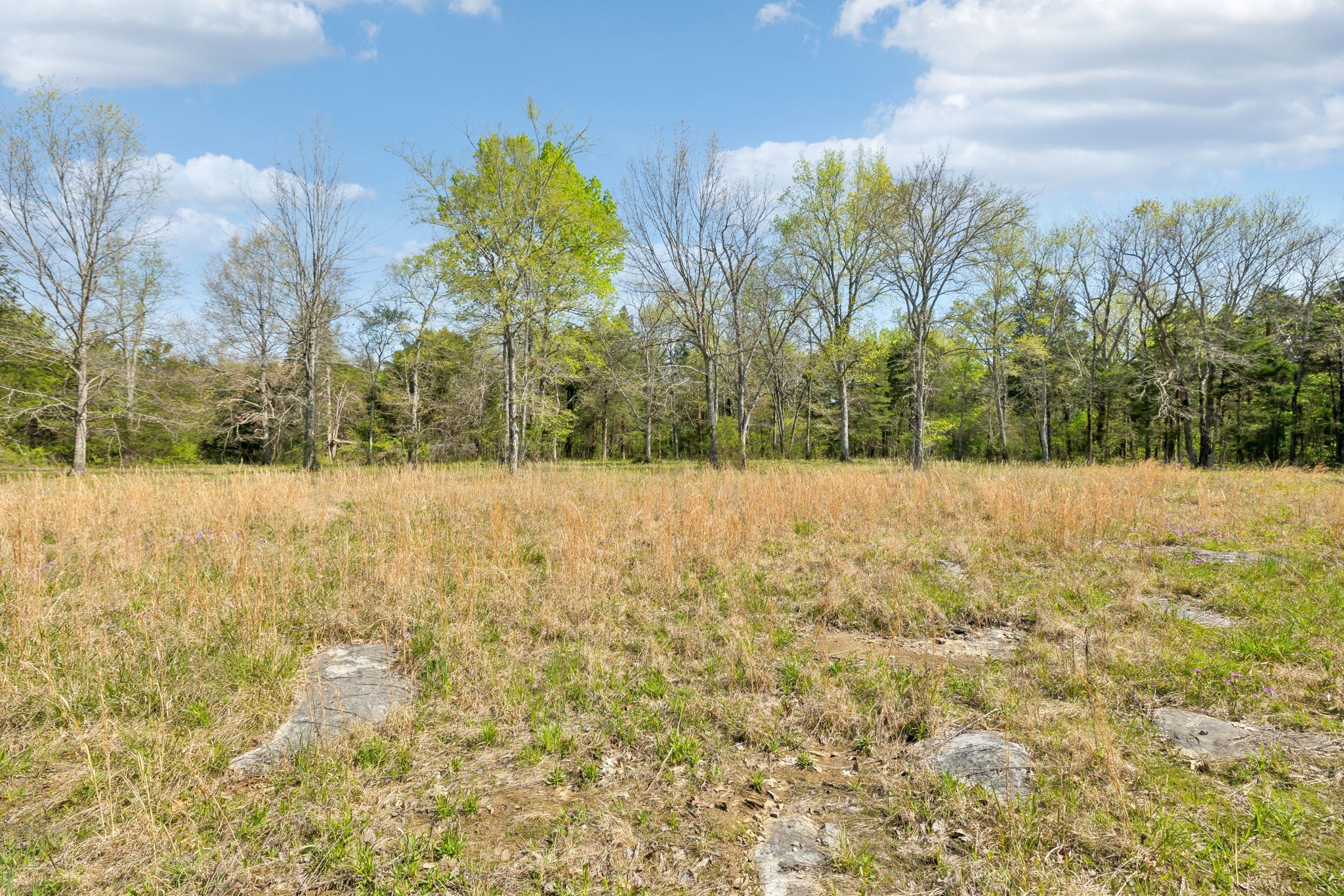 1716 South Berlin Road Lewisburg, TN 37091 - Photo 37 of 78 a view of yard with trees