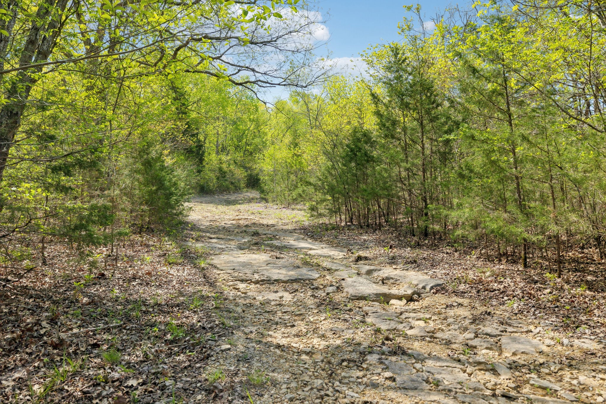 1716 South Berlin Road Lewisburg, TN 37091 - Photo 46 of 78 a view of outdoor space and trees