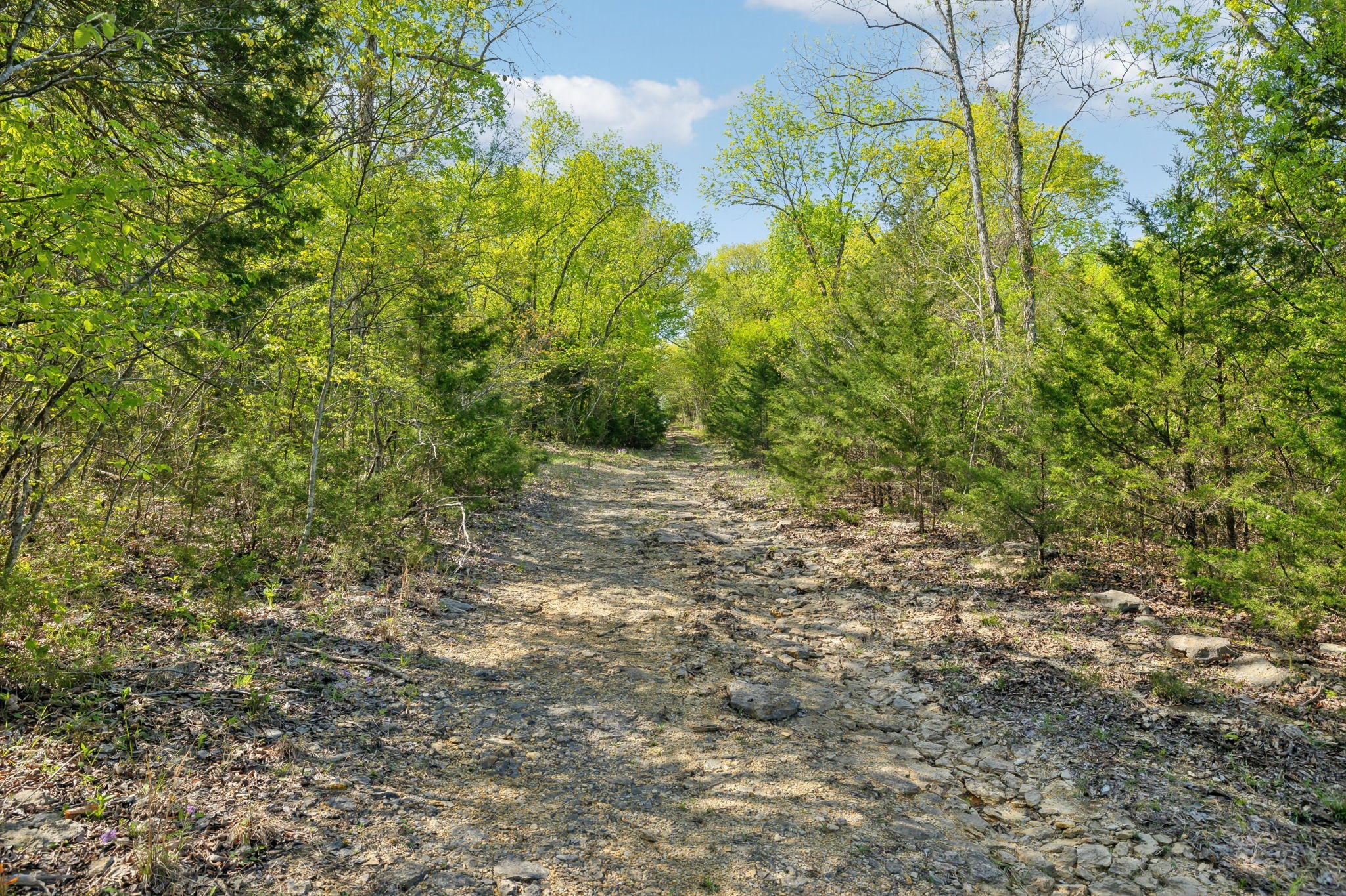 1716 South Berlin Road Lewisburg, TN 37091 - Photo 47 of 78 a view of a yard with a tree