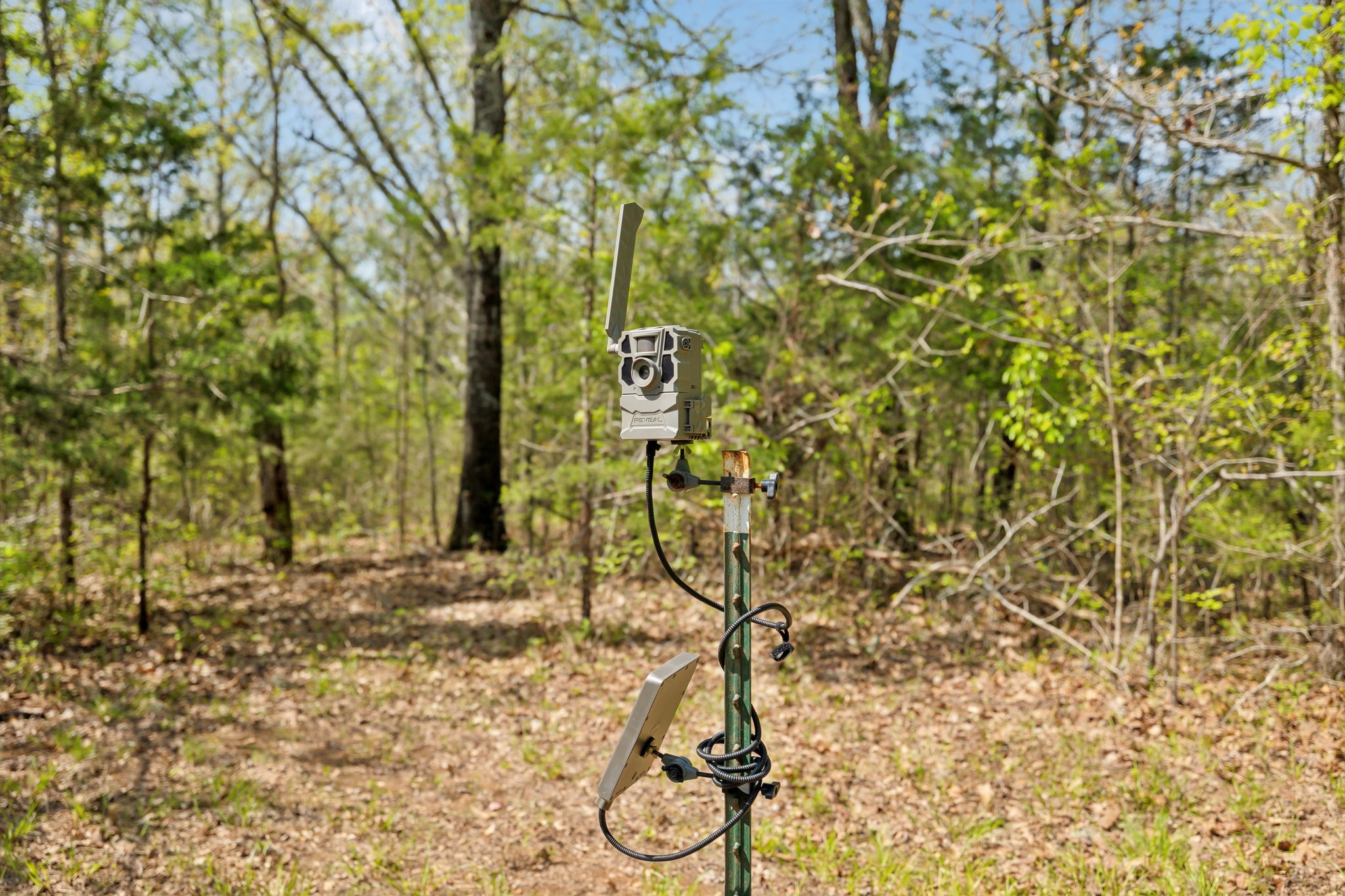 1716 South Berlin Road Lewisburg, TN 37091 - Photo 50 of 78 a picture of a tree