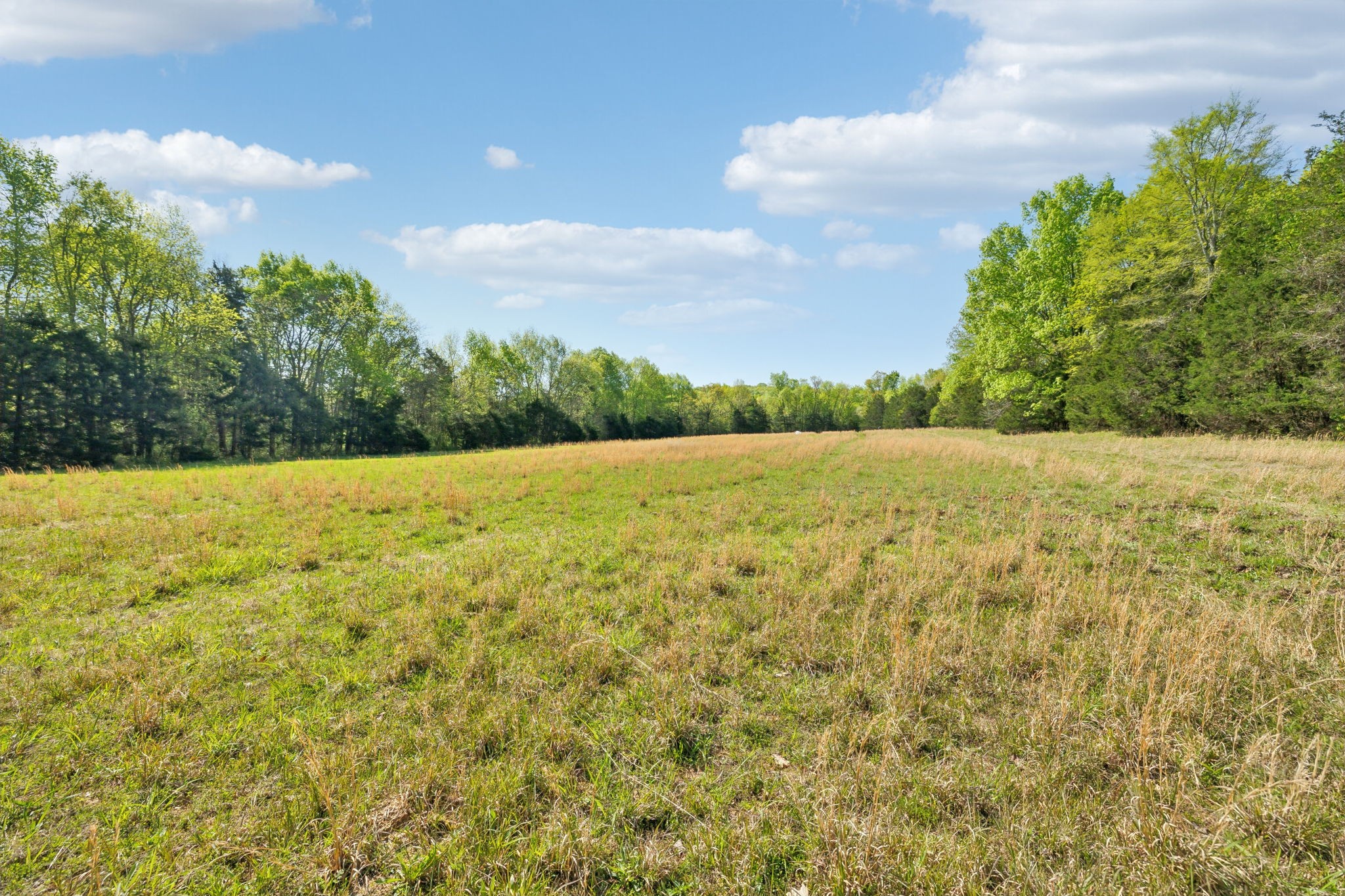 1716 South Berlin Road Lewisburg, TN 37091 - Photo 7 of 78 a view of yard with trees