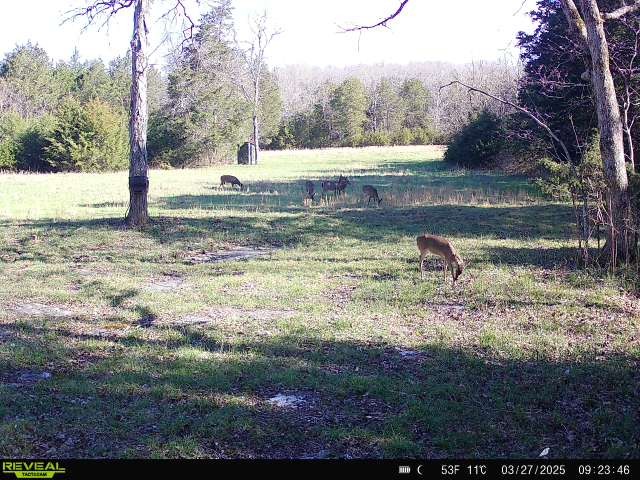 1716 South Berlin Road Lewisburg, TN 37091 - Photo 75 of 78 a view of a yard with a tree