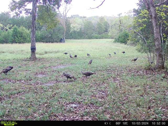 1716 South Berlin Road Lewisburg, TN 37091 - Photo 78 of 78 a view of a yard with large trees