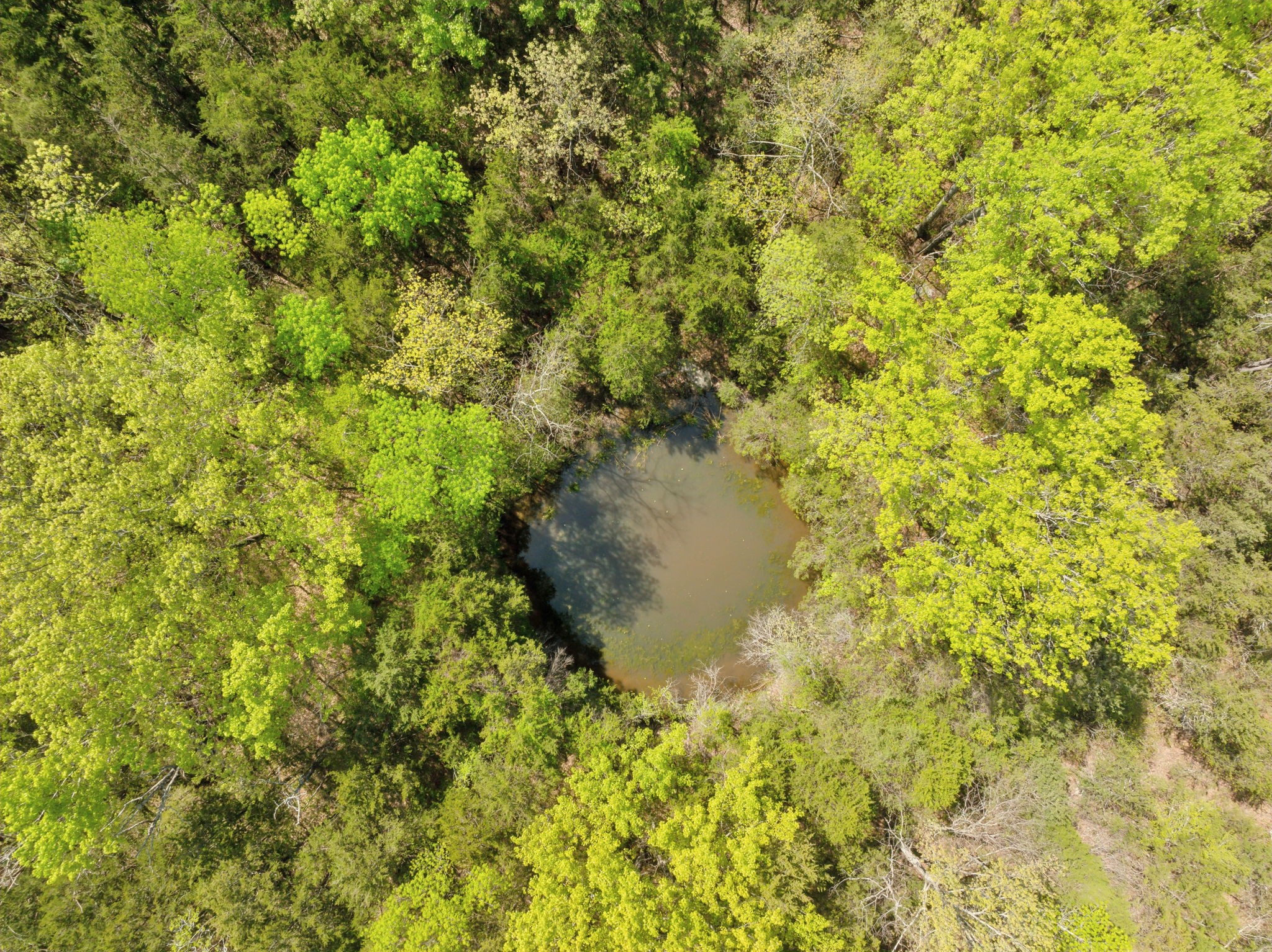 1716 South Berlin Road Lewisburg, TN 37091 - Photo 8 of 78 a close up of a tree