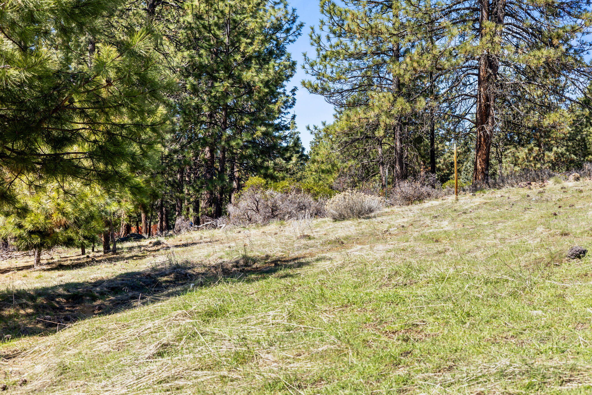19126 Pumice Butte Road Bend, OR 97702 - Photo 30 of 40 a view of side of a yard with trees