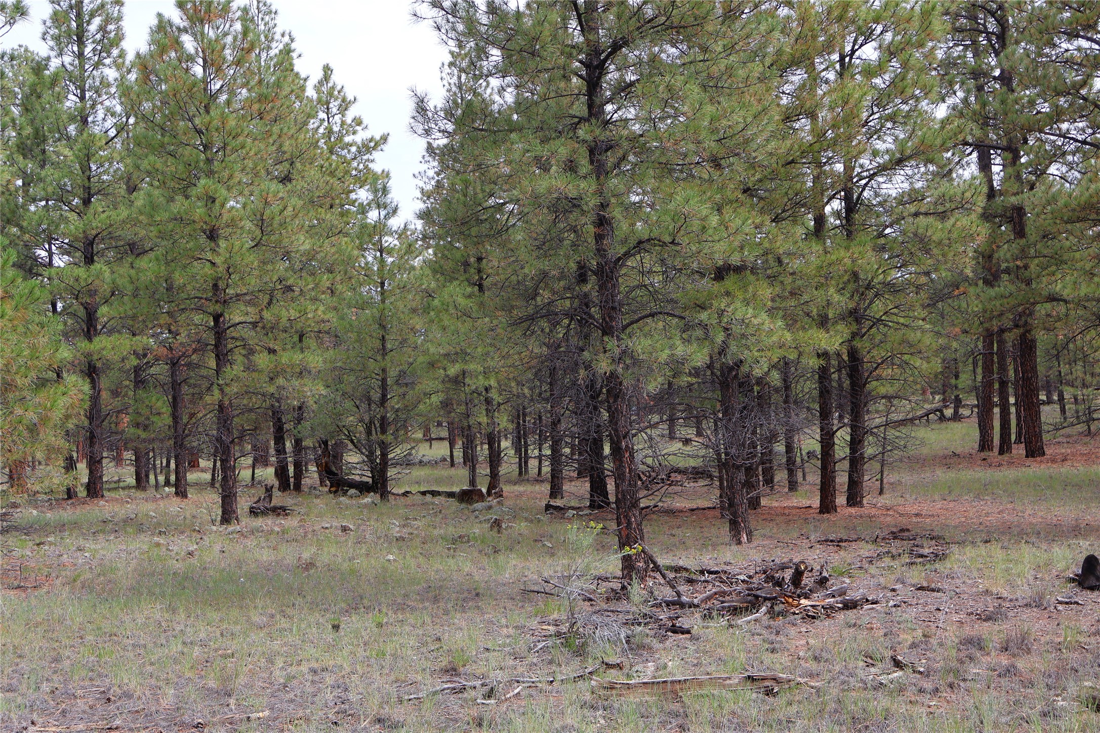 Lot 44 Rhyolite Road Grants, NM 87020 - Photo 15 of 31 Gallery Image 15