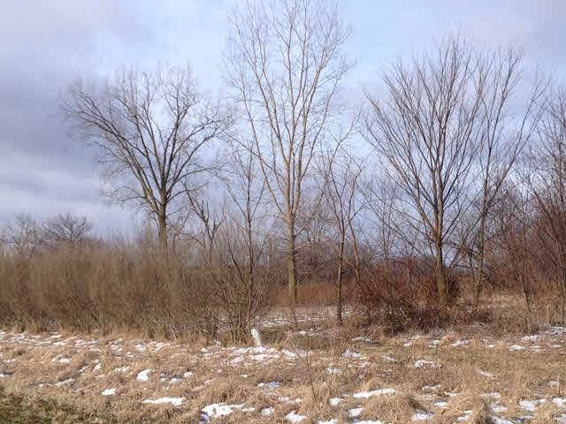 4315 Blue Bush Road Monroe, MI 48162 - Photo 9 of 10 View