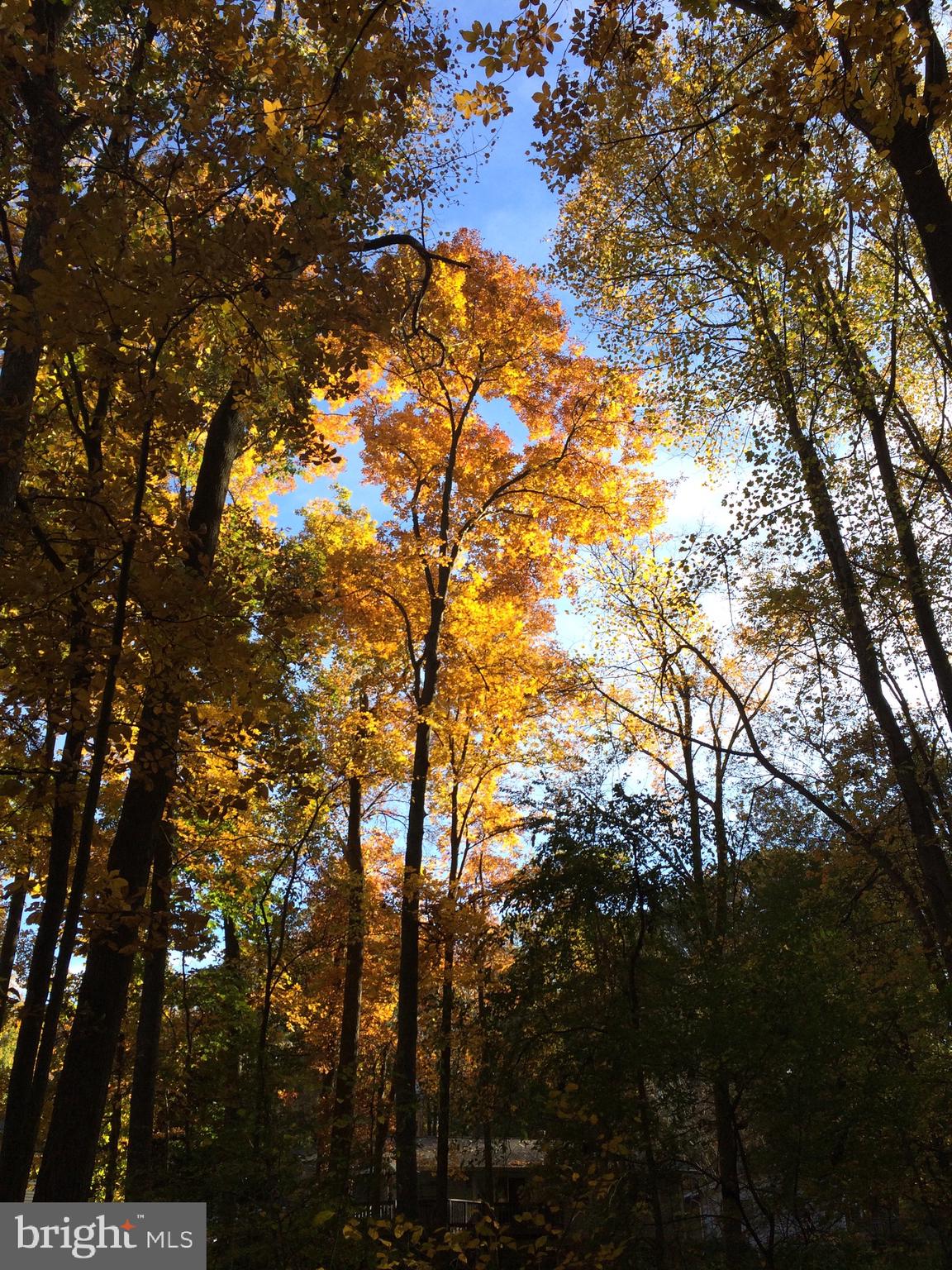 5638 Bellington Avenue Springfield, VA 22151 - Photo 47 of 66