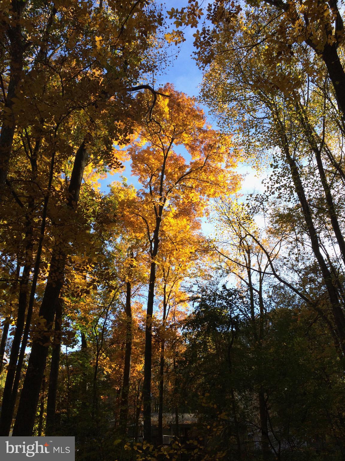 5638 Bellington Avenue Springfield, VA 22151 - Photo 63 of 66