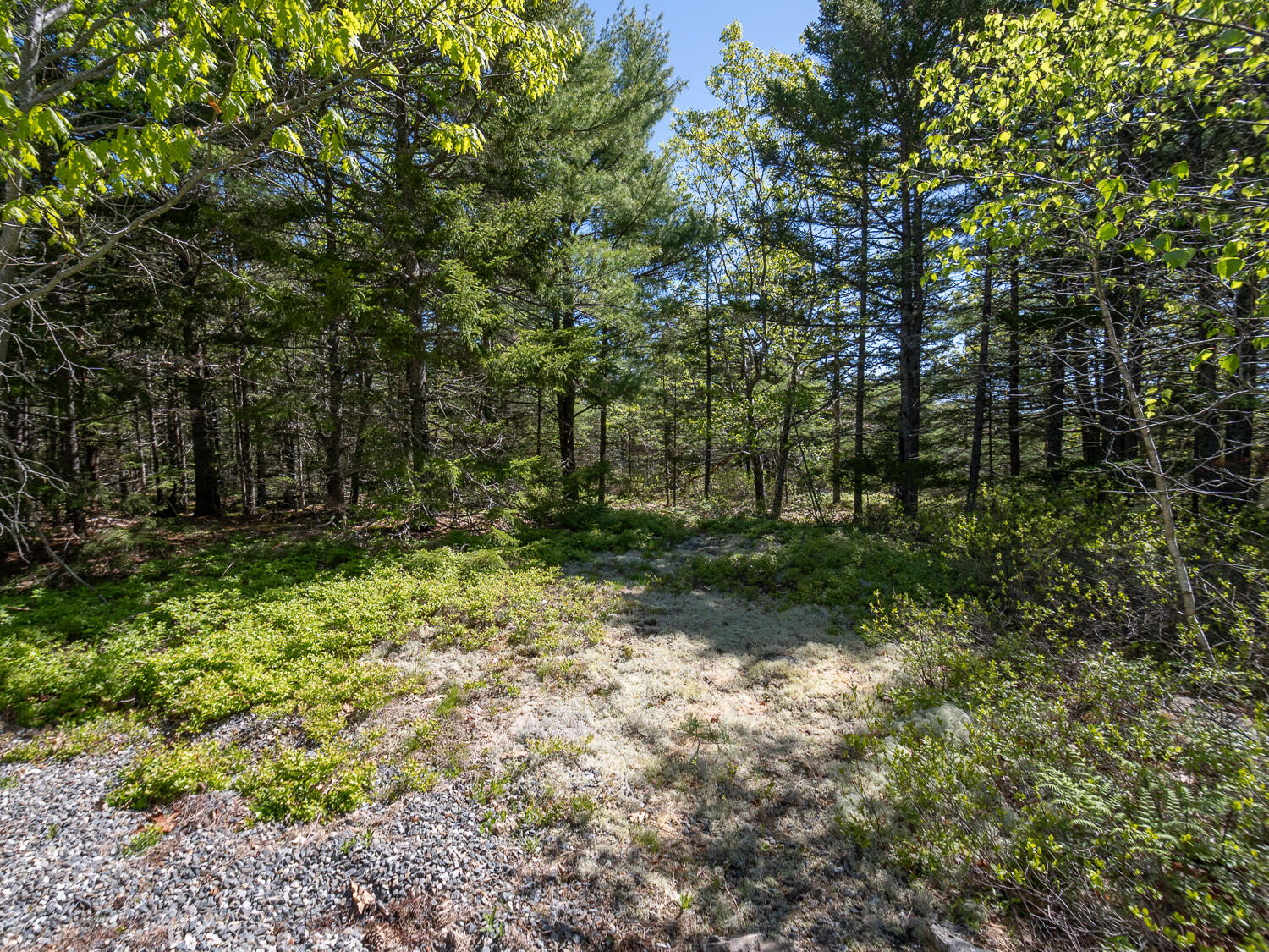 34 Rubys Ridge Road Bar Harbor, ME 04609 - Photo 46 of 48 Blueberries