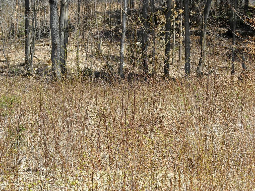 Lot 6 Big Rock Road Morgan, VT 05853 - Photo 5 of 9 Gallery Image 5