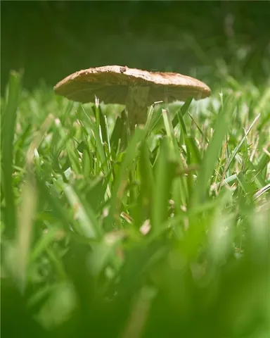 $534,900 | 410 North Sharp Mtn Church Lane, Ball Ground, GA 30107