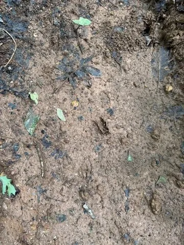 $534,900 | 410 North Sharp Mtn Church Lane, Ball Ground, GA 30107