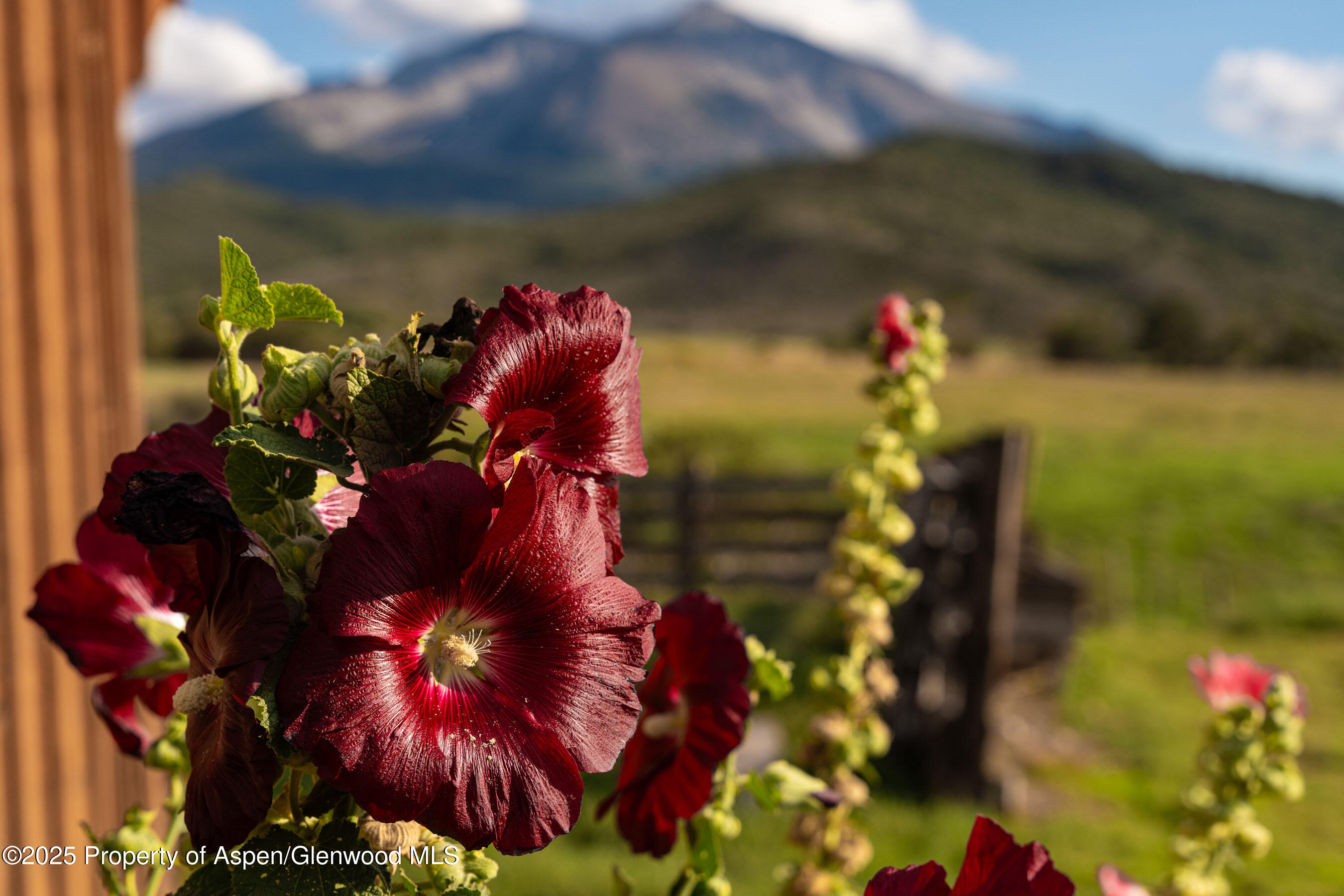 1644 Prince Creek Road Carbondale, CO 81623 - Photo 16 of 80 a view of a flower