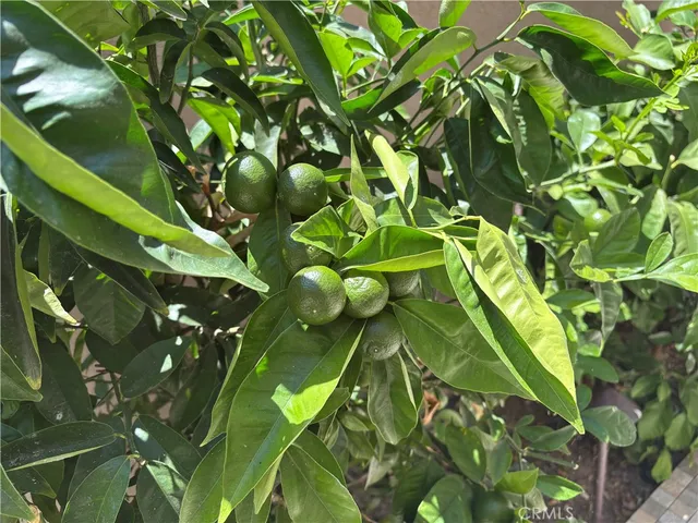 a close up of a plant in a garden