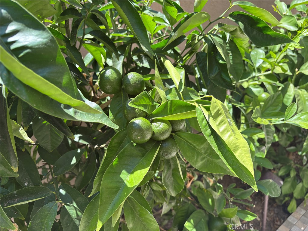 37 Peony Irvine, CA 92618 - Photo 23 of 56 a close up of a plant in a garden
