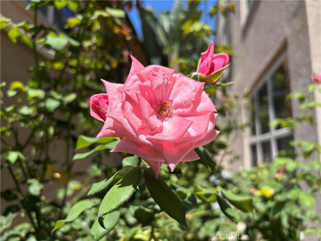 37 Peony Irvine, CA 92618 - Photo 24 of 56 a view of a flower