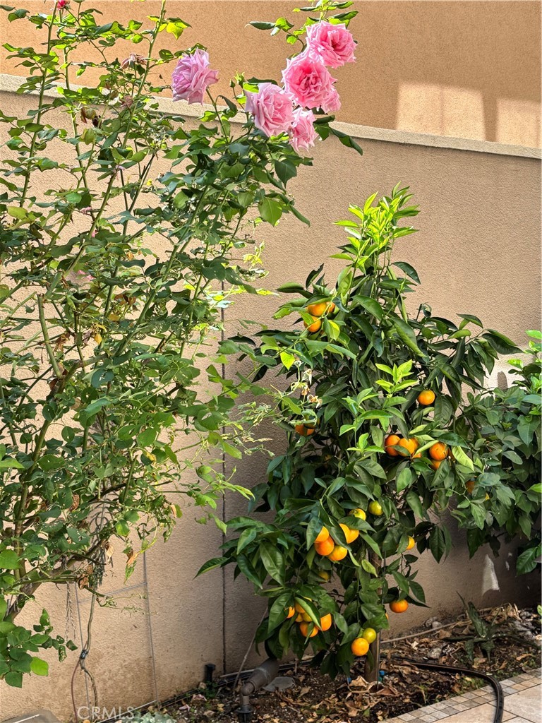 37 Peony Irvine, CA 92618 - Photo 56 of 56 a flower view