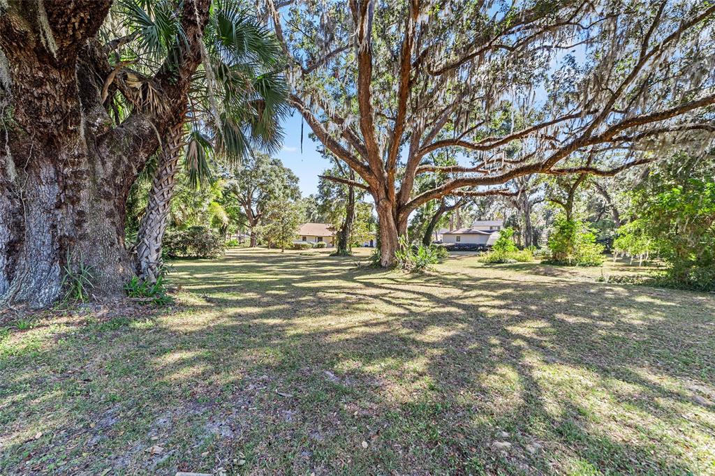 3590 Southwest 24th Avenue Road Ocala, FL 34471 - Photo 44 of 76 Grand Daddy live oak trees, native Florida trees.