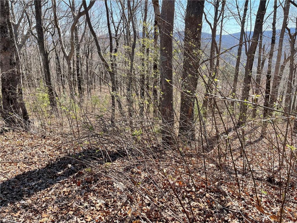 274 Andes Ridge Talking Rock, GA 30175 - Photo 44 of 61 a view of a yard with a tree