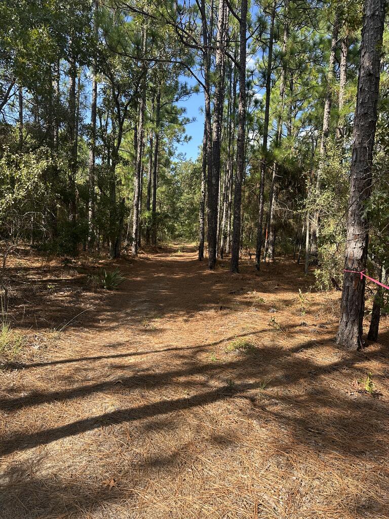 -6.17 Acres) Pineknot Road Box Springs, GA 31801 - Photo 5 of 11 Gallery Image 5