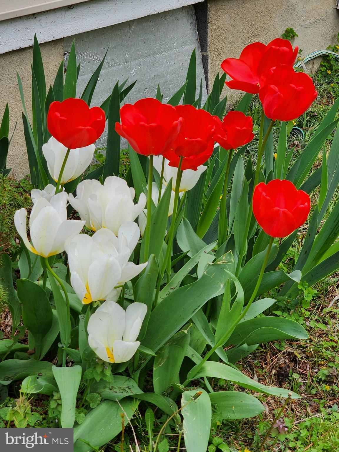 118 7th Street Colonial Beach, VA 22443 - Photo 45 of 55