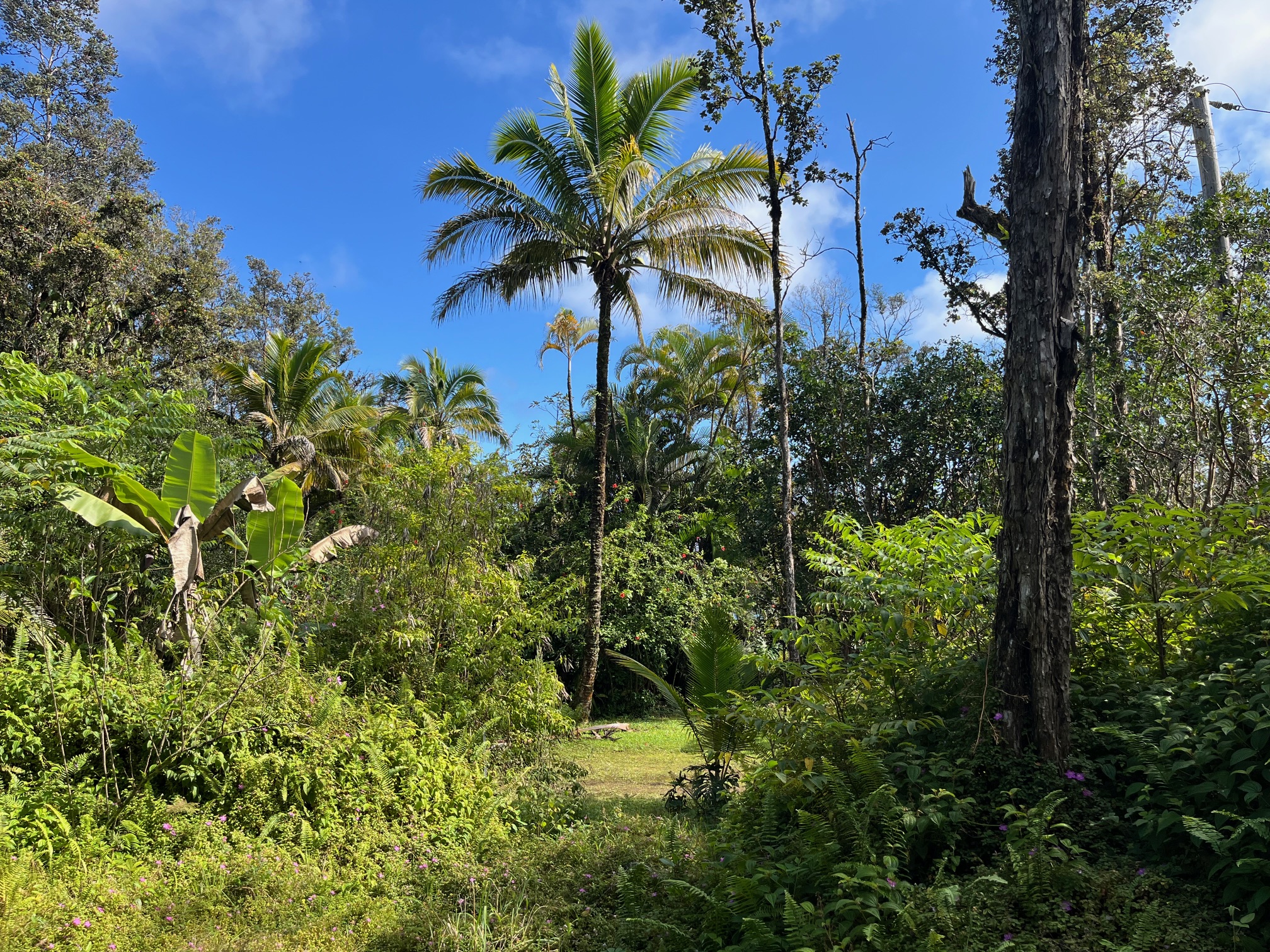 12-4275 Upper Puna Road Pahoa, HI 96778 - Photo 14 of 22 a view of a garden