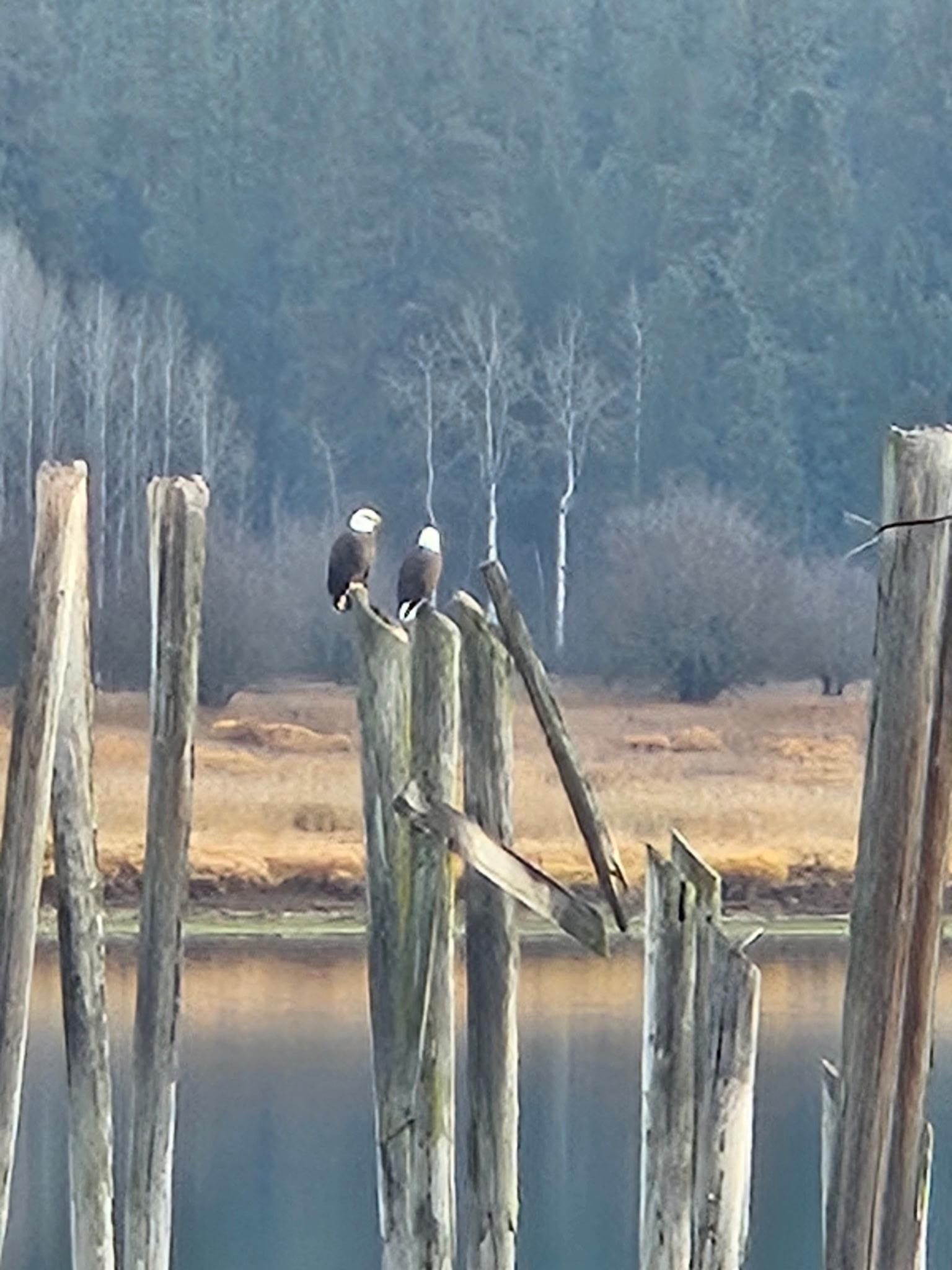 305 River Road Usk, WA 99180 - Photo 38 of 42