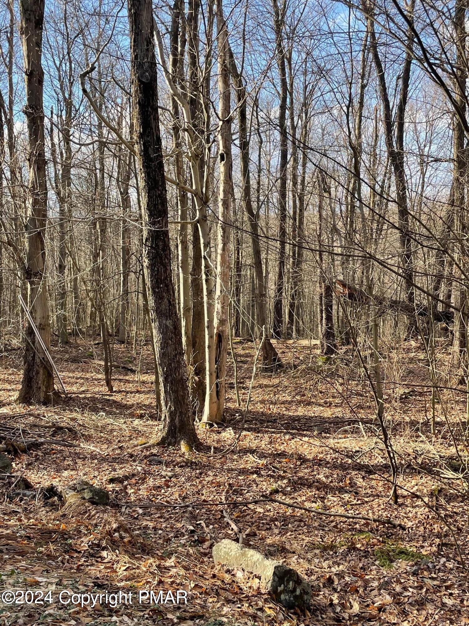 63 Ridge Road Newfoundland, PA 18445 - Photo 3 of 5 a view of a backyard with large trees