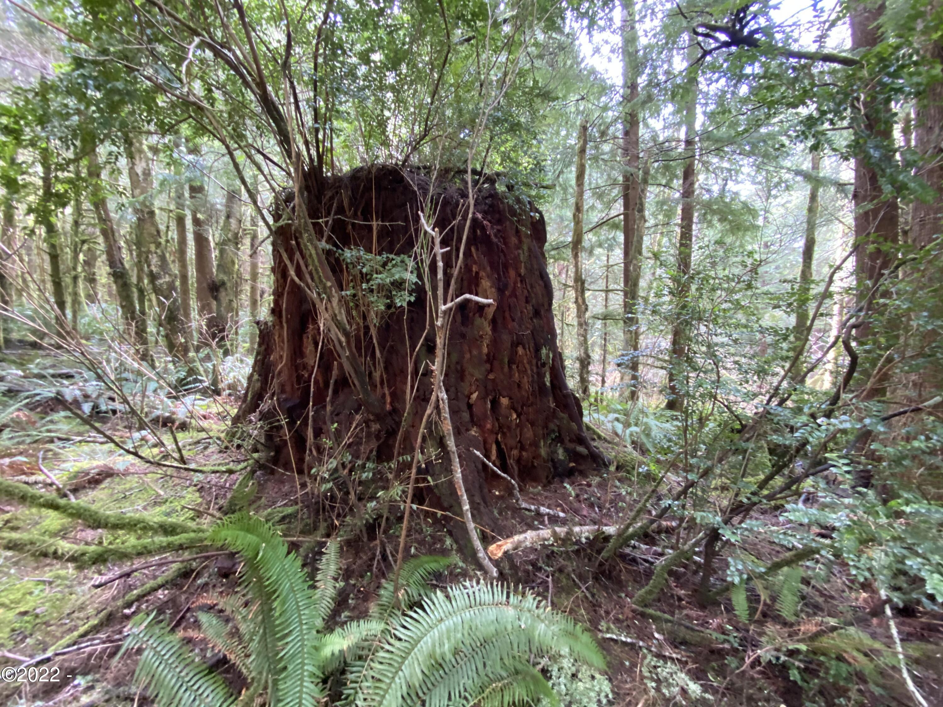 301 Sandlake Road Cloverdale, OR 97112 - Photo 6 of 14 Cedar Stump