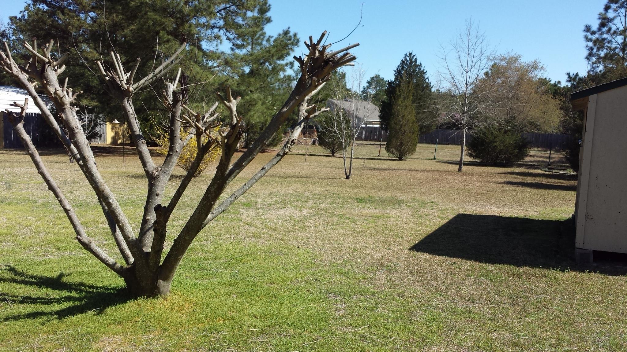 177 Batchelor Farm Road Aberdeen, NC 28315 - Photo 3 of 20 LARGE LEVEL BACK YARD