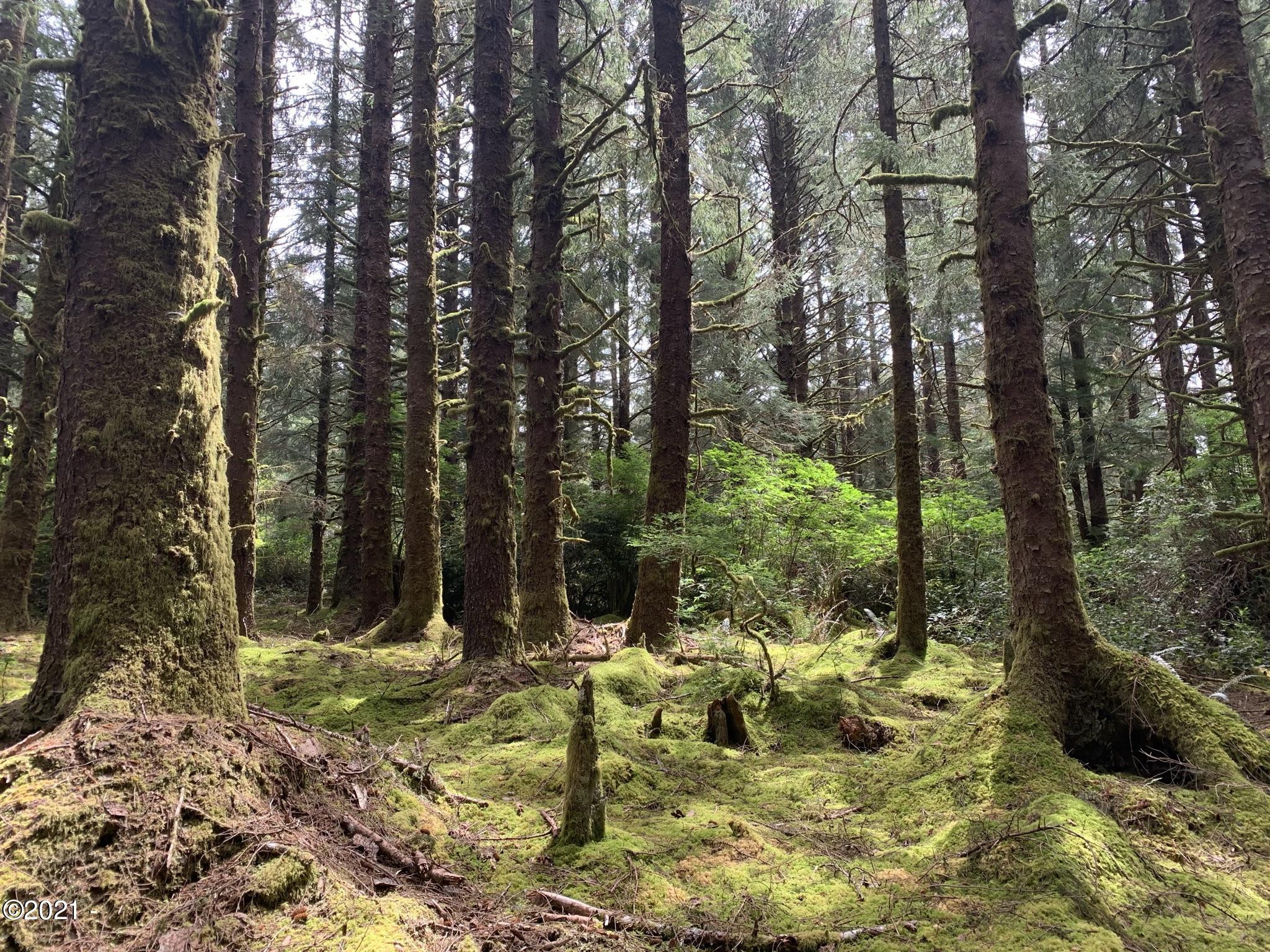 Lot Northeast East Line Road Yachats, OR 97498 - Photo 3 of 15 12