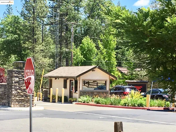 a view of a yard with large tree