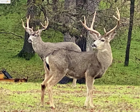 $5,000 | 19703 Cottonwood Street, Groveland, CA 95321