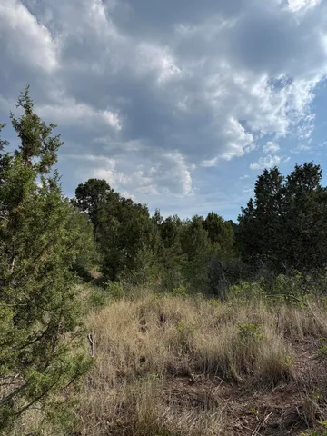 a view of a bunch of trees in a field