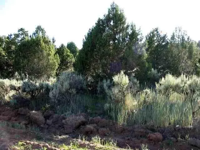 a view of a city and green trees