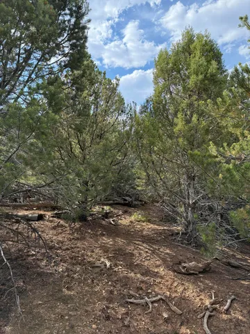 a view of a yard with plants and large trees