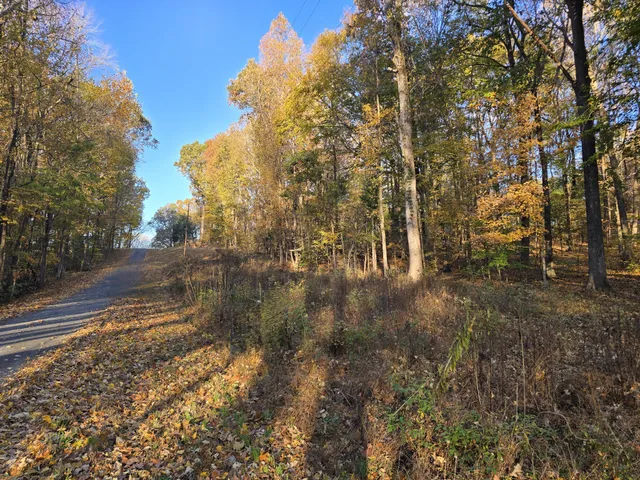 a view of a yard with plants and trees