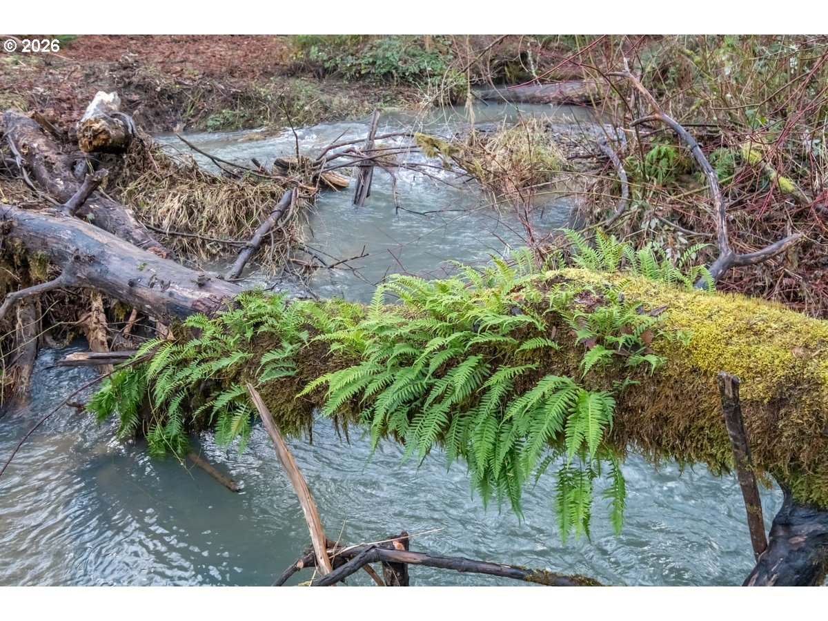 37905 South Wilhoit Road Molalla, OR 97038 - Photo 41 of 48 a view of a yard with plants