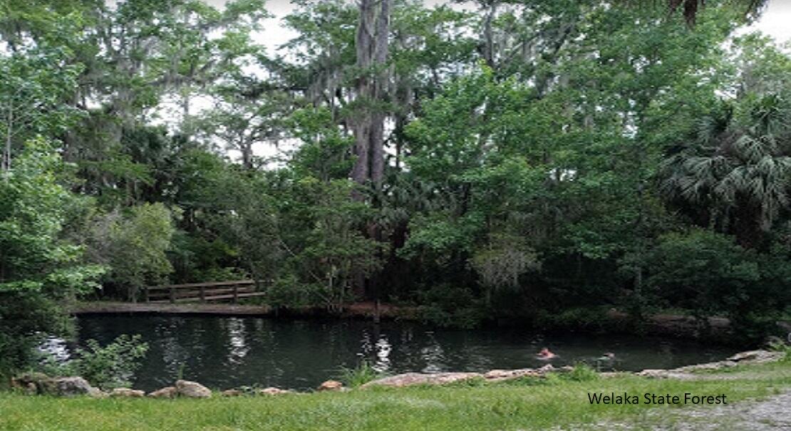 208 Garrison Avenue Georgetown, FL 32139 - Photo 3 of 6 a view of lake with green space