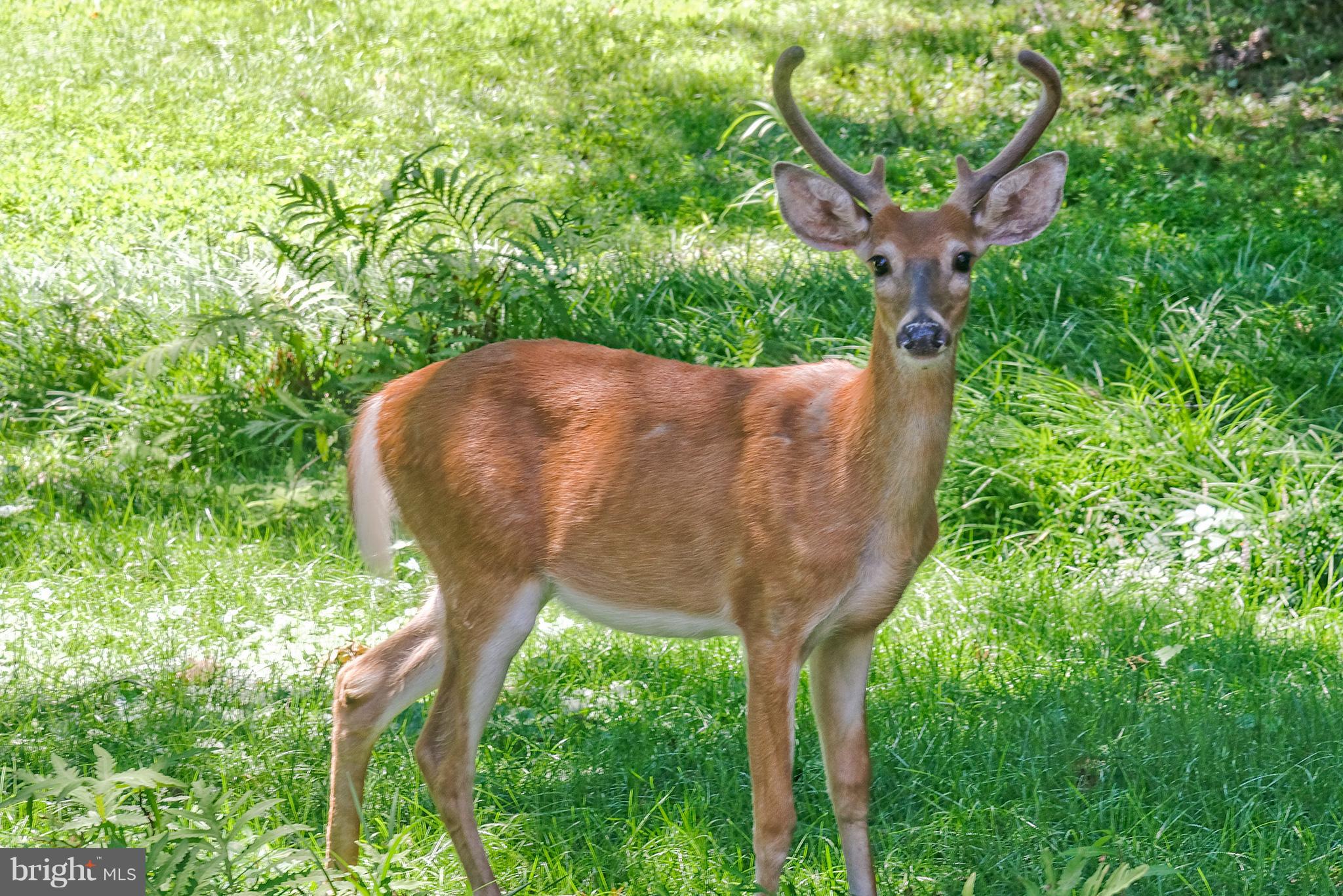 7817 Falstaff Road McLean, VA 22102 - Photo 6 of 30 Enjoy visits from woodland creatures!