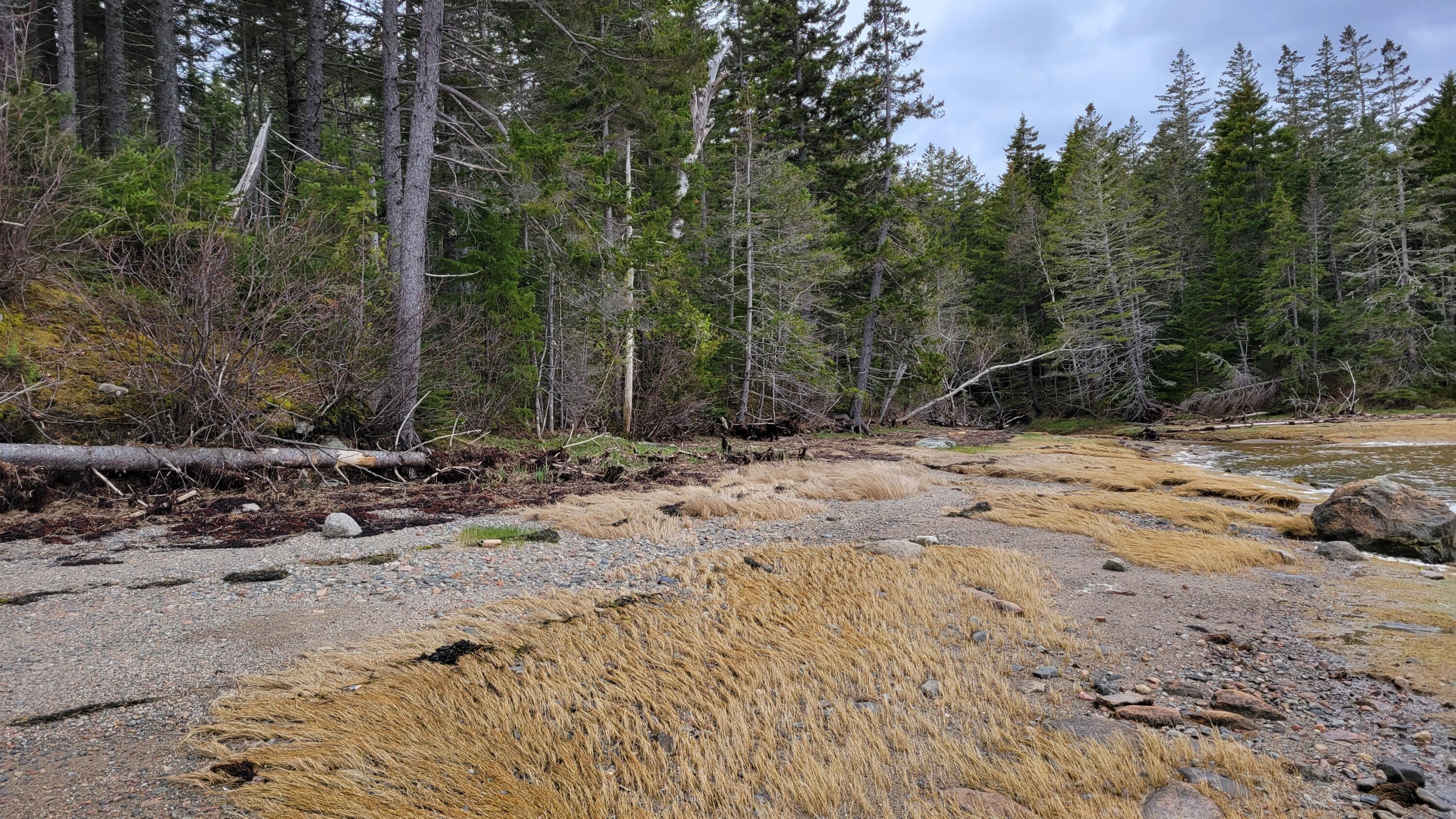 Map58-lot4 Paul Bunyan Road Corea, ME 04624 - Photo 5 of 19 20230504_122620