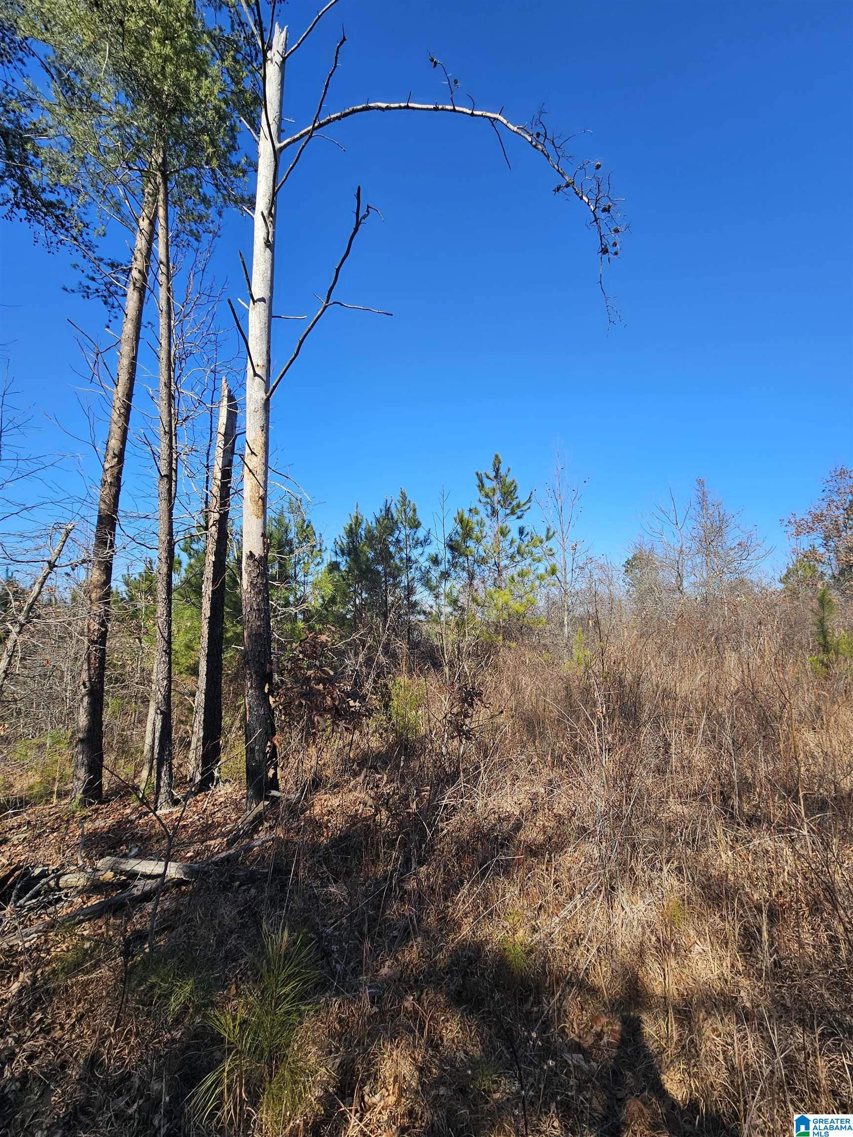 0 County Road 138 Jemison, AL 35085 - Photo 2 of 5