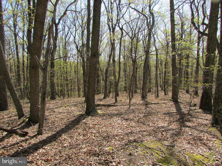 1419 Paul's Woods Road Delray, WV 26714 - Photo 51 of 105 a backyard of a house with lots of trees
