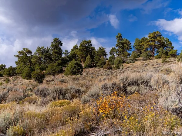 a view of a bunch of trees and bushes