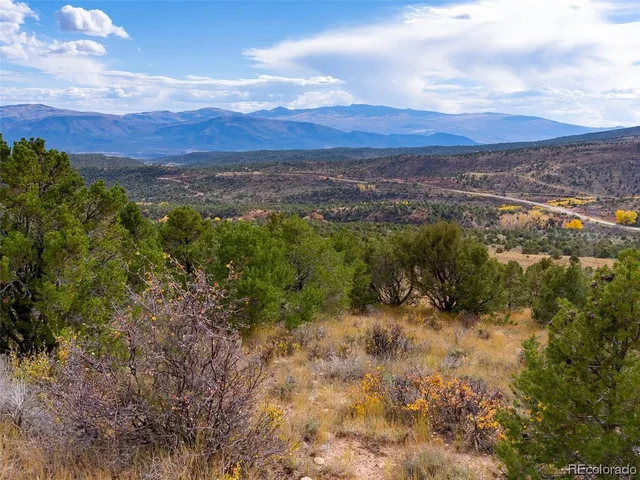 a view of a forest with trees in the background