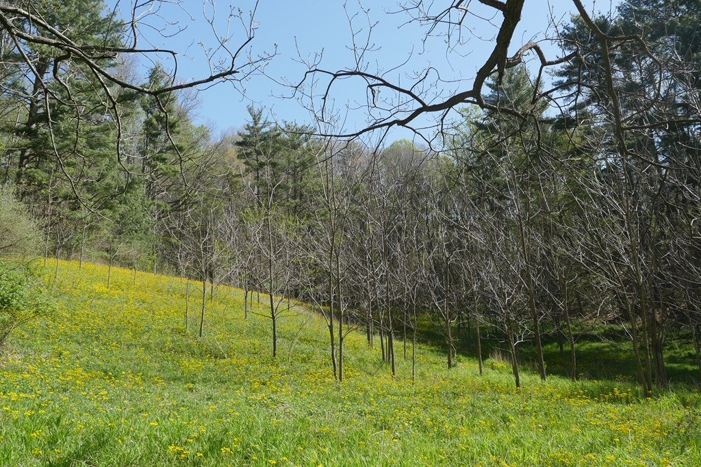 Tbd Camp Road Sugar Grove, VA 24375 - Photo 22 of 67 Gallery Image 22