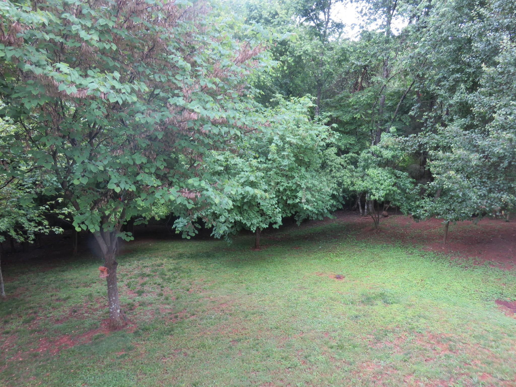 7800 Roberson Spring Road Loudon, TN 37774 - Photo 15 of 17 a view of a back yard