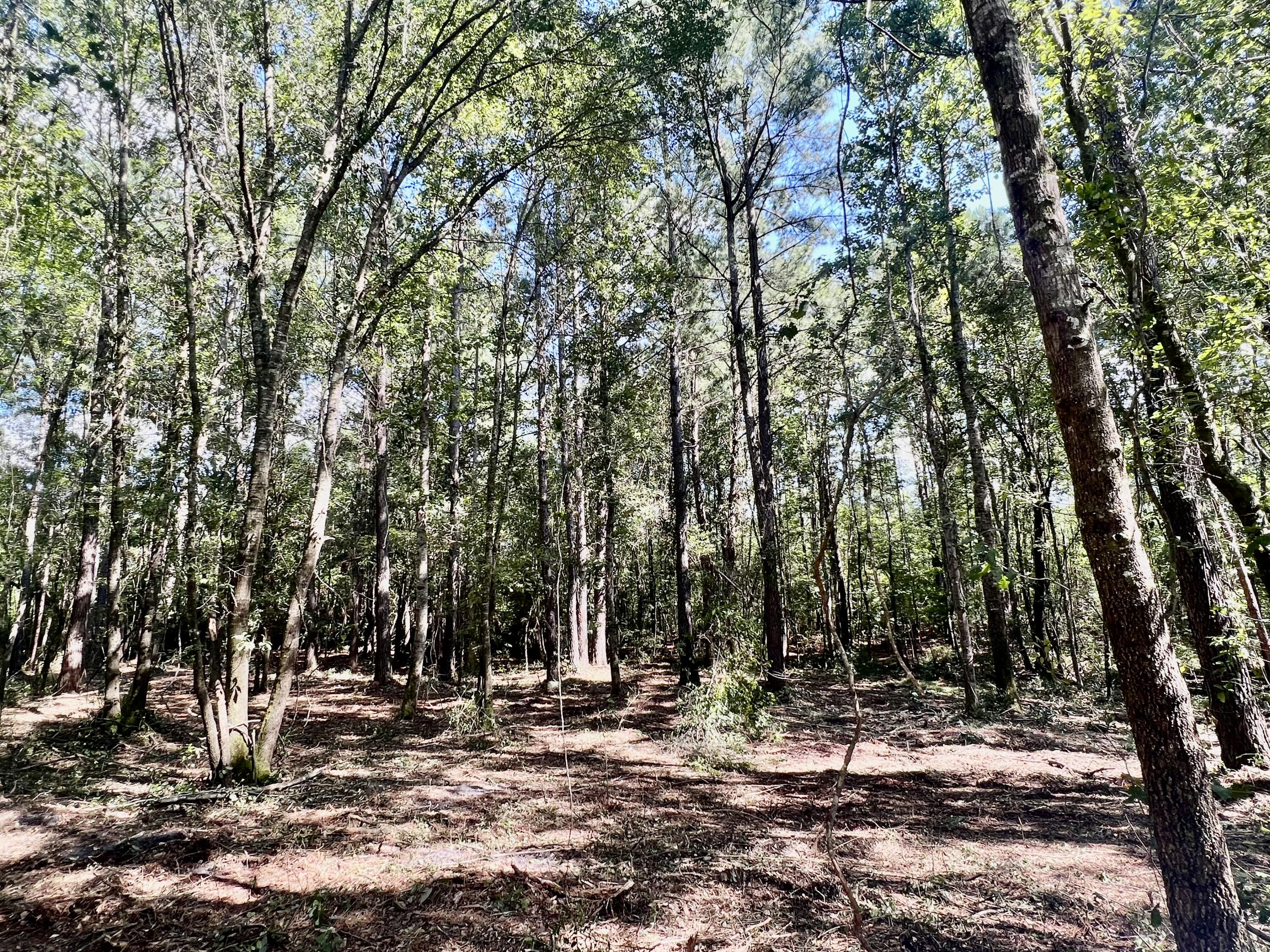 2 Evangelist Early Branch, SC 29916 - Photo 15 of 29 3723EDDA-0E04-44DB-8E31-44A30D98D066